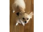 Adopt Leon a Tan/Yellow/Fawn Pomeranian / Mixed dog in Redondo Beach