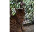 Adopt Bustopher Jones a Brown Tabby Domestic Shorthair (short coat) cat in