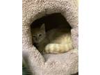 Adopt Shirley a Tan or Fawn Tabby Domestic Shorthair (short coat) cat in