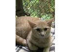 Adopt Jezra a Tan or Fawn Tabby Domestic Shorthair (short coat) cat in