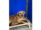 Adopt Cheyenne a Tan/Yellow/Fawn Mixed Breed (Medium) dog in Whiteville