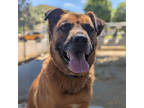 Adopt Rusty a Brindle Shepherd (Unknown Type) / Mixed Breed (Medium) / Mixed