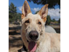 Adopt Nero a White Shepherd (Unknown Type) / Mixed dog in Mountain Center