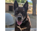 Adopt Titus a Black Australian Kelpie / Mixed dog in Mountain Center