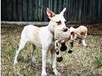 Adopt Kyra a White - with Tan, Yellow or Fawn Pit Bull Terrier / Hound (Unknown