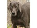 Adopt Alexa a Black - with White Weimaraner / Mixed dog in Savannah