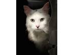 Adopt TESSIE a White (Mostly) Domestic Mediumhair (medium coat) cat in Lake