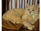 Adopt River a Orange or Red Tabby American Shorthair (short coat) cat in