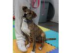 Adopt Maui a Brindle - with White Labrador Retriever / Mixed dog in Millen