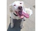 Adopt Chai a White - with Tan, Yellow or Fawn English Setter / Mixed dog in East