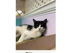 Adopt Summer a Black & White or Tuxedo Domestic Shorthair (short coat) cat in