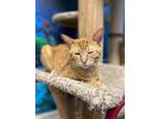 Adopt Tommy a Orange or Red Tabby Domestic Shorthair (short coat) cat in