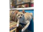 Adopt Lily a Orange or Red Domestic Shorthair (short coat) cat in Chicago