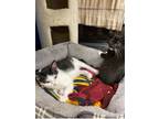 Adopt Minnie a Black & White or Tuxedo Domestic Shorthair (short coat) cat in