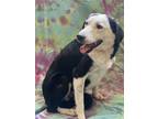 Adopt Norma a Black - with White Border Collie / Mixed Breed (Large) / Mixed dog