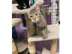 Adopt Orion a Gray, Blue or Silver Tabby Domestic Shorthair (short coat) cat in