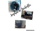 Adopt Isabella & Sophia a Black & White or Tuxedo Domestic Shorthair (short