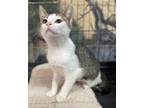 Adopt Cassini a Brown Tabby Domestic Shorthair / Mixed Breed (Medium) / Mixed