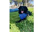 Adopt Tito a Black - with White Border Collie / Mixed dog in San Diego