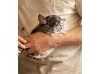 Adopt Lucy a Silver or Gray Chinchilla small animal in Sunnyvale, CA (39368537)
