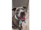 Adopt MarLuna a Black American Pit Bull Terrier / Mixed Breed (Medium) / Mixed