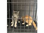 Adopt Red a Orange or Red Tabby Domestic Shorthair cat in Whiteville