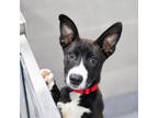 Adopt Aussie a Black Labrador Retriever / Mixed dog in Atlanta, GA (39354810)
