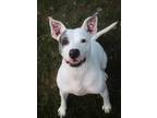 Adopt Darla a White American Pit Bull Terrier / Mixed Breed (Medium) / Mixed