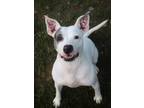 Adopt Darla a White American Pit Bull Terrier / Mixed dog in Bensalem