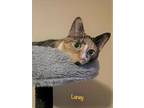 Adopt Laney a All Black Domestic Shorthair / Domestic Shorthair / Mixed cat in