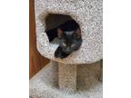 Adopt Jet a All Black Domestic Shorthair (short coat) cat in Camden