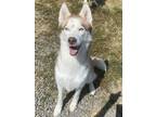 Adopt Storm a Brindle Husky / Mixed Breed (Medium) / Mixed (short coat) dog in