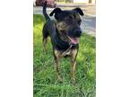 Adopt SARAH a Brown/Chocolate - with Black Terrier (Unknown Type