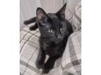 Adopt Merlin a All Black Domestic Shorthair / Mixed Breed (Medium) / Mixed