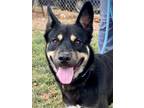 Adopt Radish a Akita / Cattle Dog / Mixed dog in Chico, CA (39258137)