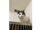 Adopt Dr. Bobbie Strange a Domestic Shorthair / Mixed (short coat) cat in