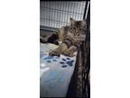Adopt Hamilton a Gray, Blue or Silver Tabby Domestic Shorthair cat in Virginia