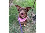 Adopt JESSIE a Red/Golden/Orange/Chestnut Australian Shepherd / Mixed dog in