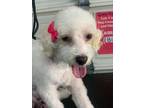 Adopt Mama Kiki a White - with Tan, Yellow or Fawn Maltipoo / Mixed dog in