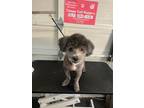 Adopt Bear a Gray/Blue/Silver/Salt & Pepper Miniature Poodle / Mixed dog in