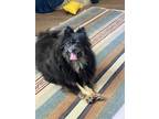 Adopt Mahomes a Black - with Tan, Yellow or Fawn Pomeranian / Mixed dog in