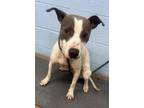 Adopt Tecentric - IN FOSTER a White Mixed Breed (Medium) / Mixed Breed (Medium)
