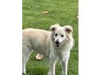 Adopt Cooper (419) a White Border Collie / Mixed dog in Yucaipa, CA (36212170)