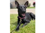 Adopt Moose a Black German Shepherd Dog / Mixed dog in Pattison, TX (39354971)