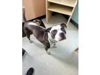 Adopt Weezy a Black American Pit Bull Terrier / Mixed dog in Altoona