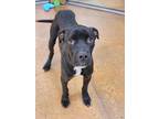 Adopt Keion Jr a Black Boxer / Labrador Retriever / Mixed dog in Fort Worth