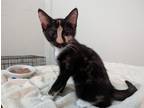 Adopt Peaches a Tortoiseshell Domestic Shorthair (short coat) cat in Fort Myers