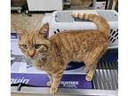 Adopt MOSES a Orange or Red (Mostly) Domestic Shorthair (short coat) cat in