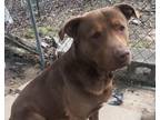 Adopt Jixer a Brown/Chocolate German Shepherd Dog / Pit Bull Terrier / Mixed dog