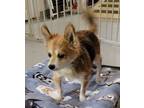 Adopt Miss Daisy a Tricolor (Tan/Brown & Black & White) Pomeranian / Terrier